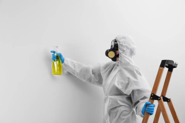 Best Black Mold Removal  in Lakefield, MN